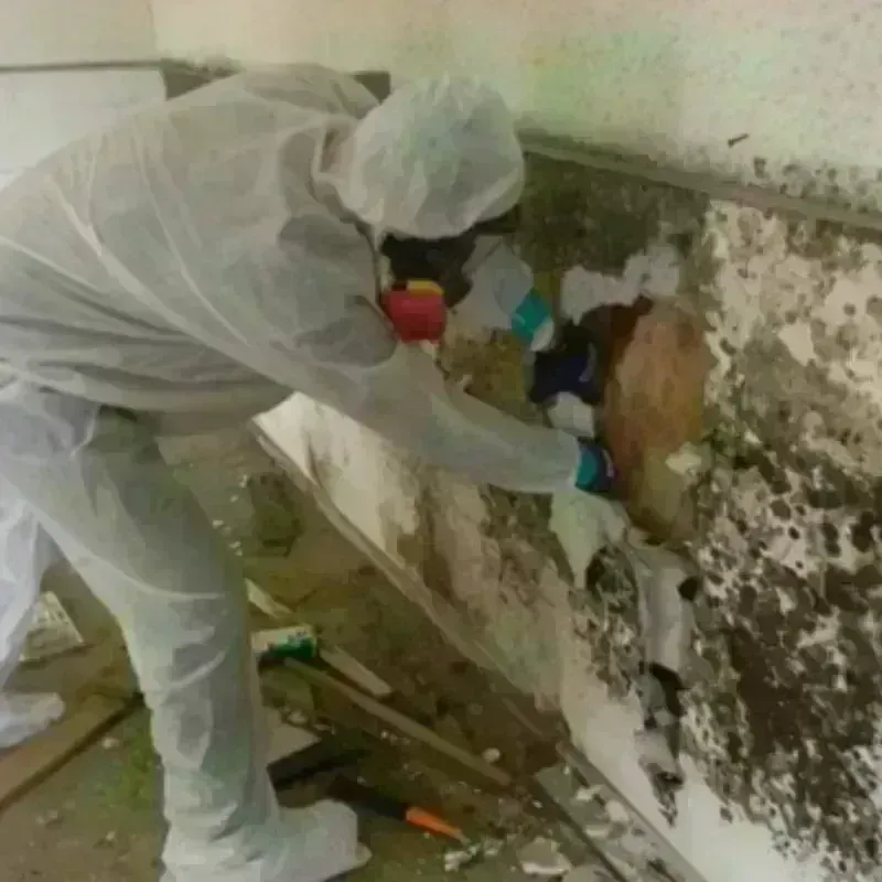 Mold Remediation and Removal in McGovern, PA